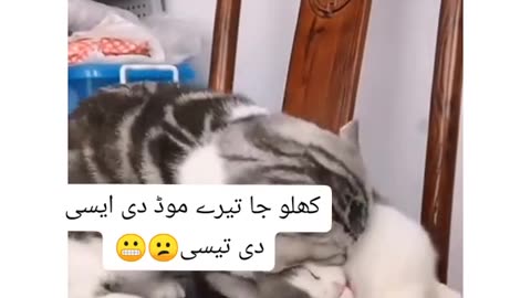 Funny cats