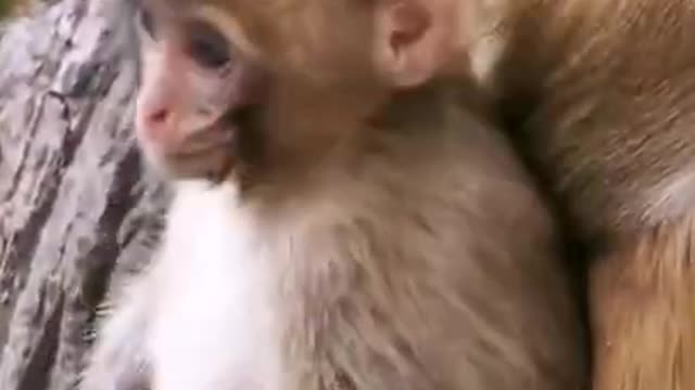 #monkeylove​​ #lovemonkeys​​ #macaquemonkey​​ Try don't laugh ! Some monkey funny clips collection