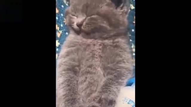 Best Of The 2021 Funny Animal Videos ____