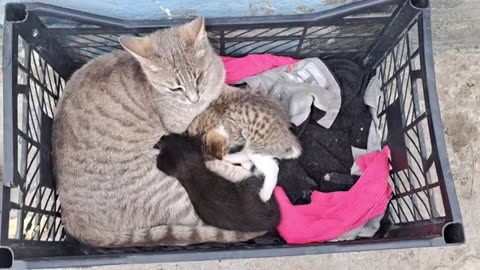 Blind mother cat and cute kittens.