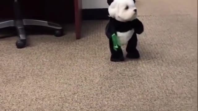 Hilarious Dogs