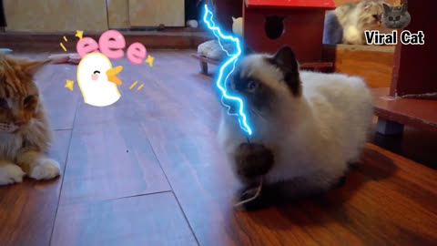 Funny cats and kittens vedio | viral cats Episode-1