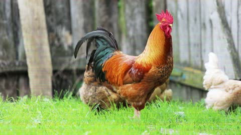 Beautiful hens
