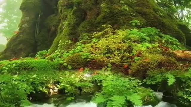 Best Nature's full hd wallpaper