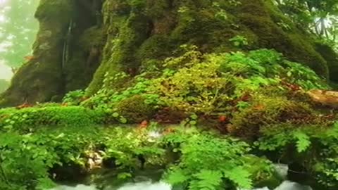 Best Nature's full hd wallpaper