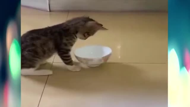 Funny cat moments 🐱🐈🐕🐯