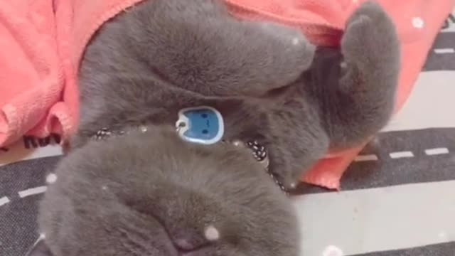 The world asked me why cats are so moody