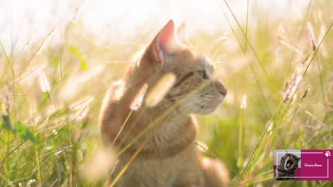 Cat In The Sun Walking...