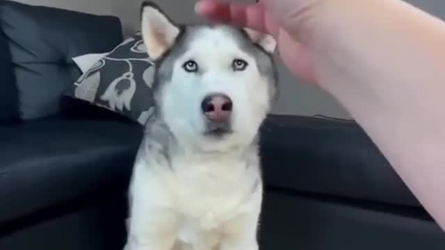 Husky play with leaf blower