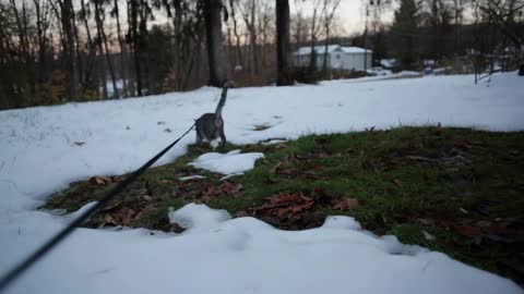 Cat with jacket and leash explores snow at dusk from owners POV