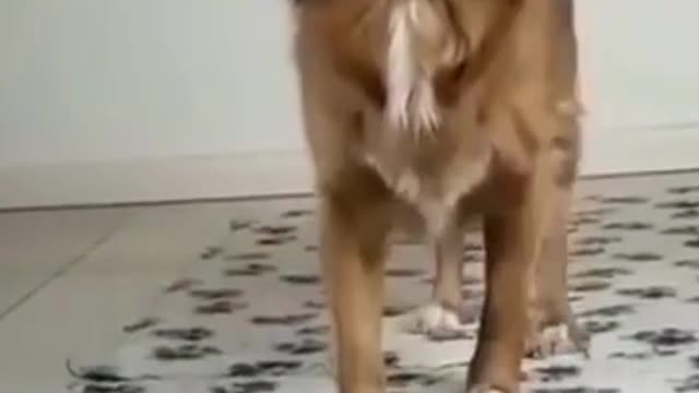 What a Balance | #fuunydogs | #dogsvideos