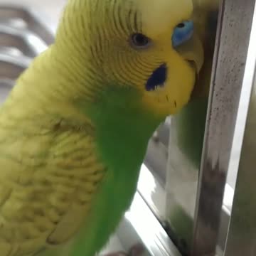 The love bird looks in the mirror and sings