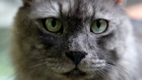 Cats 101 : Basic Cat Training Tips