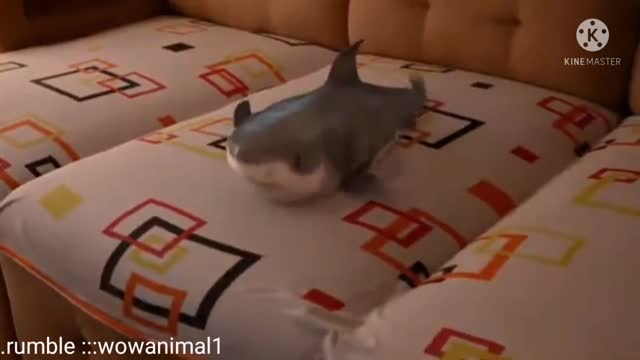 2021 Cutest Baby Shark Happy Shark Funny Shark Cute Baby Animals Reaction 2021