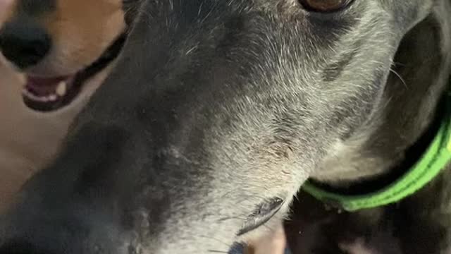 A cute greyhound chatters teeth in excitement