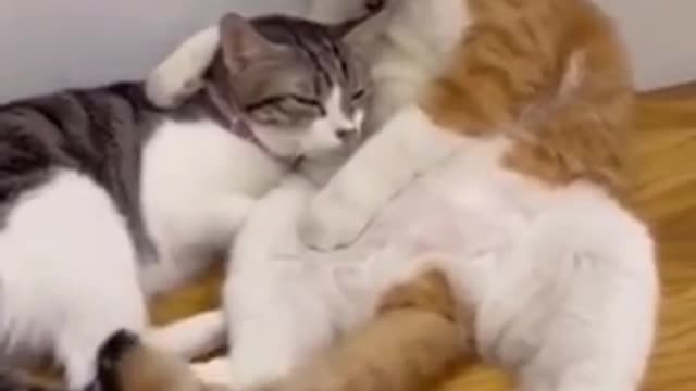 Cute baby animals Videos cute moment of the animals - Cutest Animals On Earth #7