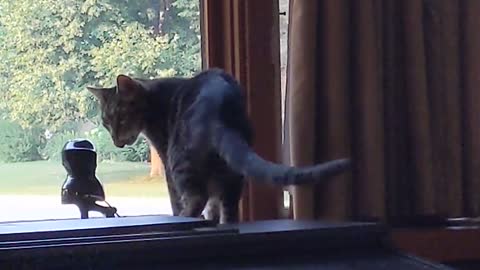 My cat scout eats a bug