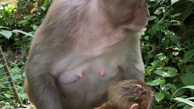 Protection of wild animals is everyone's responsibility. Monkey