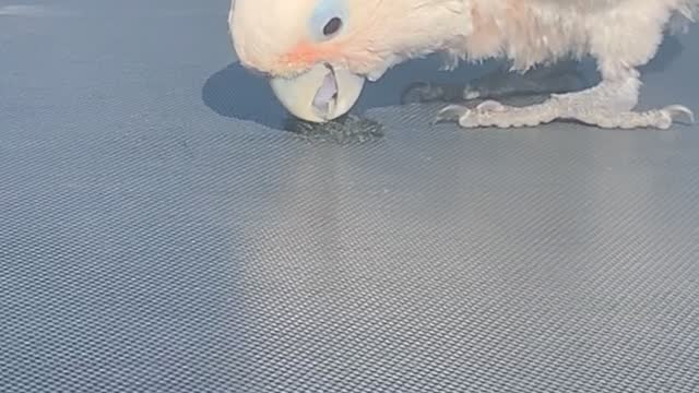 Curious Bird Peeks Through Hole in Trampoline