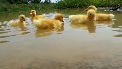 CUTE DUCK CHILDREN SWIMMING