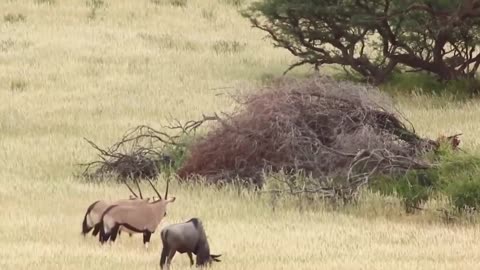 ★★ Mother Gemsbok Rescue Success Her Baby From Cheetah