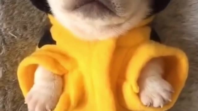 Cute Puppy In A Little Bee Costume