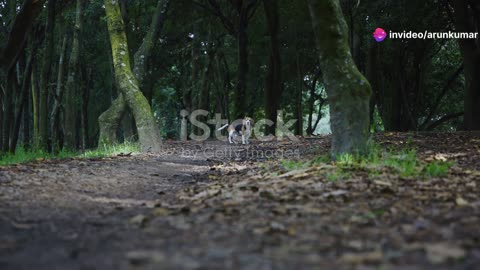 Whiskers & Max's Forest Adventure