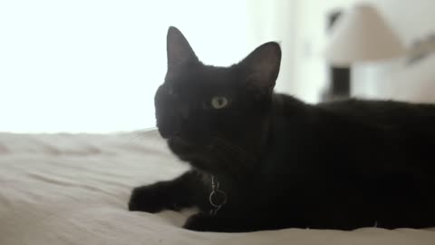 Funny cat vedios-cute and funny cat vedio black cat