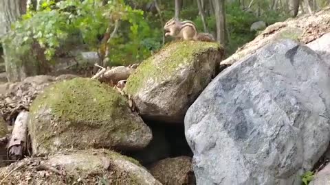 Squirrel eating acorns