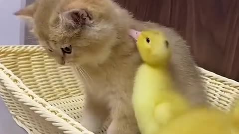 Cute cats video