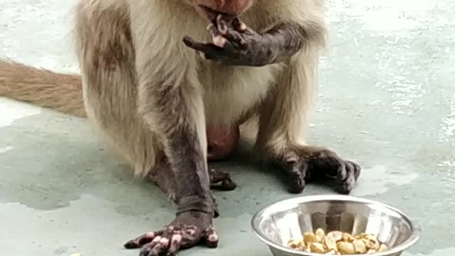 Monkey came to my house and went to eat food