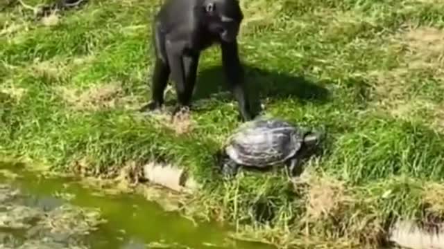 Funny Animal fail viral vedio. #viral