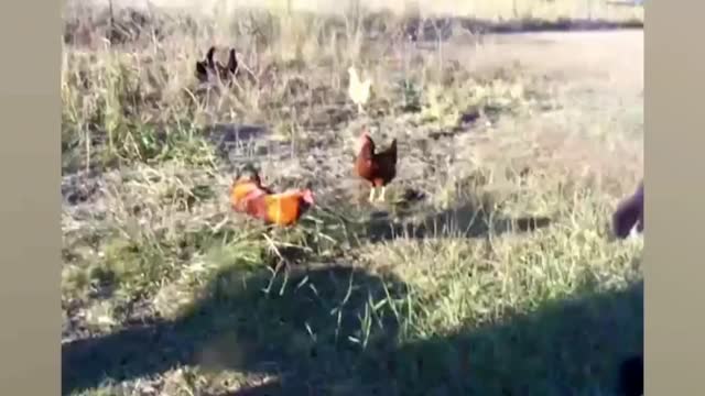 Cock attack a man. funny video 😀😀😀😀