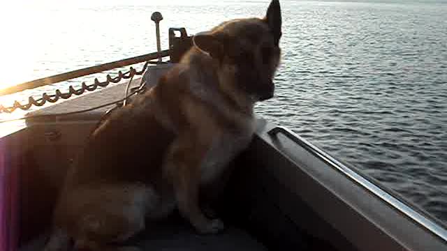 German Shepherd Suzie leading the way