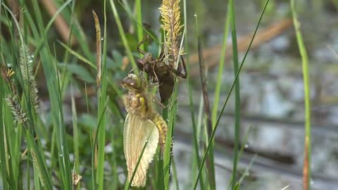 Carnivorous Dragonflies