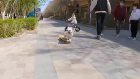 Animal skating