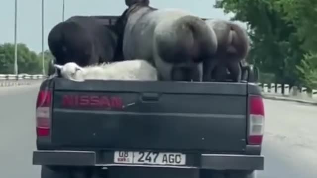 Sheep ride a car. Where are they going?