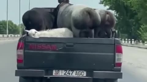 Sheep ride a car. Where are they going?