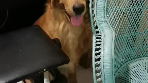 Cute and confused golden retriever stuck in a corner