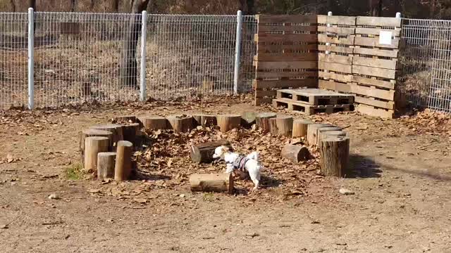 A cute little puppy running around as much as he wants.