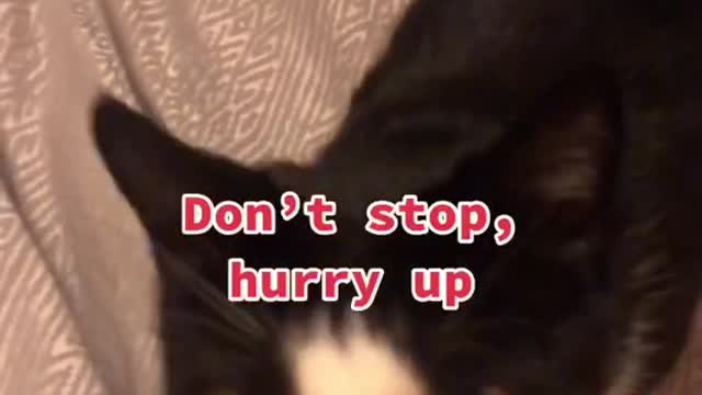 cat tik tok parody