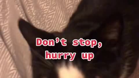 cat tik tok parody