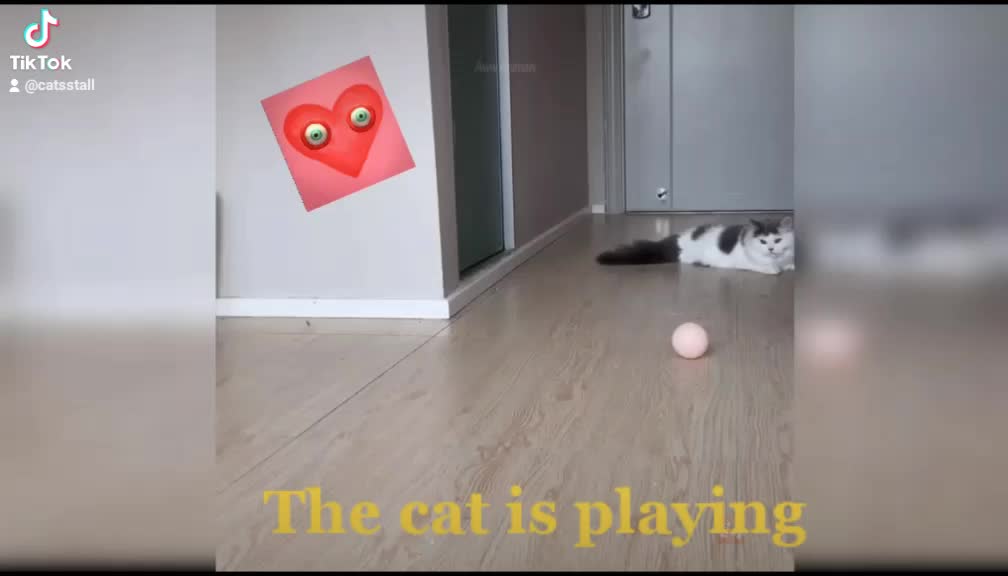 Cat is playing good