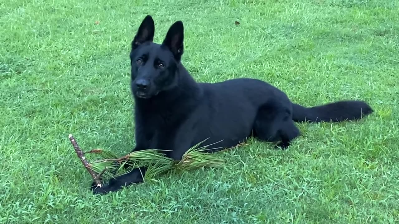 Major the German Shepherd and 2 Nursing German Shepherd Girls...