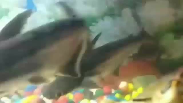 Fish tank inner