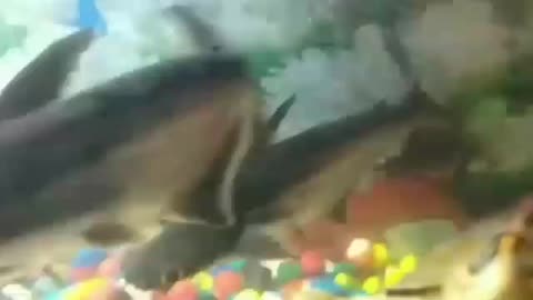 Fish tank inner