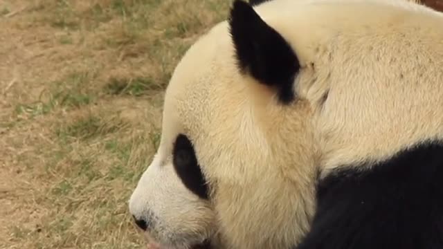 The giant panda