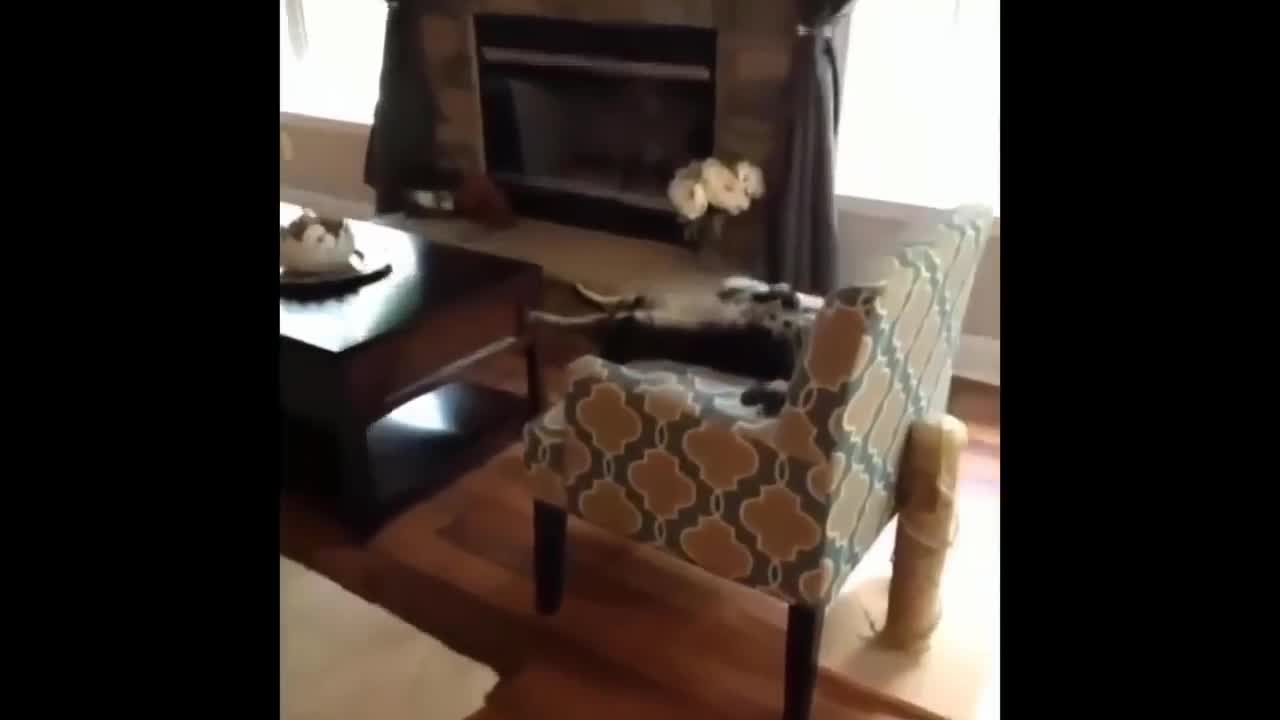 Cat chilling on the couch