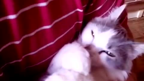 Funny kitten sucks its paw