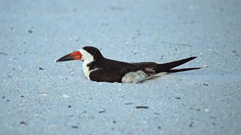 Cute baby Black Skimmer being fed.